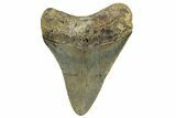 Serrated, Fossil Megalodon Tooth - North Carolina #272795-1